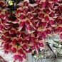 Mucuna Birdwoodiana, Common Mucuna Seed 30 PCS, He Que Hua