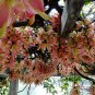 Mucuna Birdwoodiana, Common Mucuna Seed 30 PCS, He Que Hua