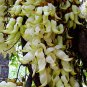 Mucuna Birdwoodiana, Common Mucuna Seed 30 PCS, He Que Hua
