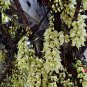Mucuna Birdwoodiana, Common Mucuna Seed 30 PCS, He Que Hua