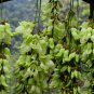 Mucuna Birdwoodiana, Common Mucuna Seed 30 PCS, He Que Hua