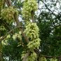 Mucuna Birdwoodiana, Common Mucuna Seed 30 PCS, He Que Hua