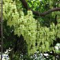 Mucuna Birdwoodiana, Common Mucuna Seed 30 PCS, He Que Hua