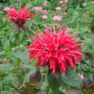 Monarda Didyma, Crimson Beebalm Seed 3000 PCS, Scarlet Beebalm Meiguo Bohe