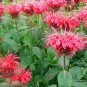 Monarda Didyma, Crimson Beebalm Seed 3000 PCS, Scarlet Beebalm Meiguo Bohe