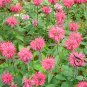 Monarda Didyma, Crimson Beebalm Seed 3000 PCS, Scarlet Beebalm Meiguo Bohe