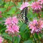Monarda Didyma, Crimson Beebalm Seed 3000 PCS, Scarlet Beebalm Meiguo Bohe