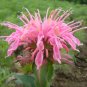Monarda Didyma, Crimson Beebalm Seed 3000 PCS, Scarlet Beebalm Meiguo Bohe
