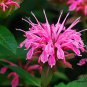 Monarda Didyma, Crimson Beebalm Seed 3000 PCS, Scarlet Beebalm Meiguo Bohe