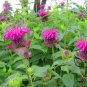 Monarda Didyma, Crimson Beebalm Seed 3000 PCS, Scarlet Beebalm Meiguo Bohe