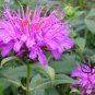 Monarda Didyma, Crimson Beebalm Seed 3000 PCS, Scarlet Beebalm Meiguo Bohe