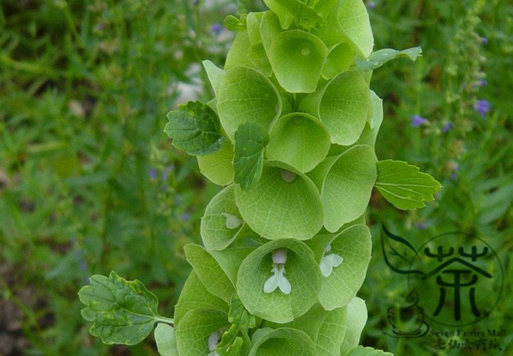 Moluccella Laevis, Molucca Balmis Seed 200 PCS, Shell Flower Bei Ke Hua