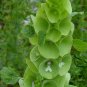 Moluccella Laevis, Molucca Balmis Seed 200 PCS, Shell Flower Bei Ke Hua