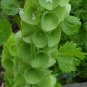 Moluccella Laevis, Molucca Balmis Seed 200 PCS, Shell Flower Bei Ke Hua
