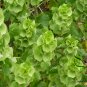 Moluccella Laevis, Molucca Balmis Seed 200 PCS, Shell Flower Bei Ke Hua