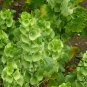Moluccella Laevis, Molucca Balmis Seed 200 PCS, Shell Flower Bei Ke Hua