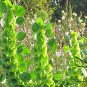 Moluccella Laevis, Molucca Balmis Seed 200 PCS, Shell Flower Bei Ke Hua