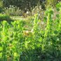 Moluccella Laevis, Molucca Balmis Seed 200 PCS, Shell Flower Bei Ke Hua