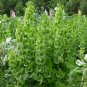 Moluccella Laevis, Molucca Balmis Seed 200 PCS, Shell Flower Bei Ke Hua