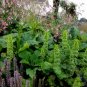 Moluccella Laevis, Molucca Balmis Seed 200 PCS, Shell Flower Bei Ke Hua