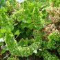 Moluccella Laevis, Molucca Balmis Seed 200 PCS, Shell Flower Bei Ke Hua