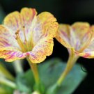 Mirabilis Jalapa, Four O'clock Flower Seed 500 PCS, Marvel Of Peru Zi Moli