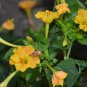 Mirabilis Jalapa, Four O'clock Flower Seed 500 PCS, Marvel Of Peru Zi Moli