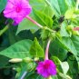 Mirabilis Jalapa, Four O'clock Flower Seed 500 PCS, Marvel Of Peru Zi Moli
