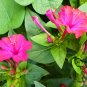 Mirabilis Jalapa, Four O'clock Flower Seed 500 PCS, Marvel Of Peru Zi Moli