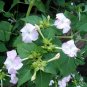 Mirabilis Jalapa, Four O'clock Flower Seed 500 PCS, Marvel Of Peru Zi Moli