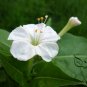 Mirabilis Jalapa, Four O'clock Flower Seed 500 PCS, Marvel Of Peru Zi Moli
