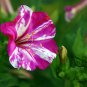 Mirabilis Jalapa, Four O'clock Flower Seed 500 PCS, Marvel Of Peru Zi Moli