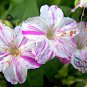 Mirabilis Jalapa, Four O'clock Flower Seed 500 PCS, Marvel Of Peru Zi Moli