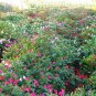 Mirabilis Jalapa, Four O'clock Flower Seed 500 PCS, Marvel Of Peru Zi Moli