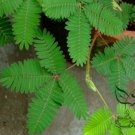 Mimosa Pudica, Sensitive Plant Seed 500 PCS, Touch-Me-Not Hanxiu Cao