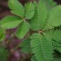 Mimosa Pudica, Sensitive Plant Seed 500 PCS, Touch-Me-Not Hanxiu Cao