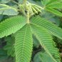 Mimosa Pudica, Sensitive Plant Seed 500 PCS, Touch-Me-Not Hanxiu Cao
