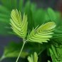 Mimosa Pudica, Sensitive Plant Seed 500 PCS, Touch-Me-Not Hanxiu Cao