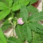 Mimosa Pudica, Sensitive Plant Seed 500 PCS, Touch-Me-Not Hanxiu Cao