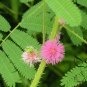 Mimosa Pudica, Sensitive Plant Seed 500 PCS, Touch-Me-Not Hanxiu Cao
