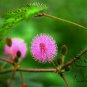 Mimosa Pudica, Sensitive Plant Seed 500 PCS, Touch-Me-Not Hanxiu Cao