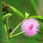 Mimosa Pudica, Sensitive Plant Seed 500 PCS, Touch-Me-Not Hanxiu Cao