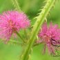 Mimosa Pudica, Sensitive Plant Seed 500 PCS, Touch-Me-Not Hanxiu Cao