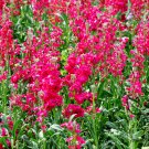 Matthiola Incana, Hoary Stock Seed 500 PCS, Tenweeks Stock Ziluolan