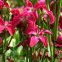 Matthiola Incana, Hoary Stock Seed 500 PCS, Tenweeks Stock Ziluolan