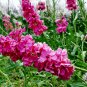 Matthiola Incana, Hoary Stock Seed 500 PCS, Tenweeks Stock Ziluolan