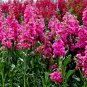 Matthiola Incana, Hoary Stock Seed 500 PCS, Tenweeks Stock Ziluolan