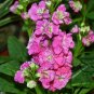 Matthiola Incana, Hoary Stock Seed 500 PCS, Tenweeks Stock Ziluolan