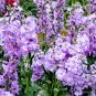 Matthiola Incana, Hoary Stock Seed 500 PCS, Tenweeks Stock Ziluolan