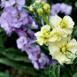 Matthiola Incana, Hoary Stock Seed 500 PCS, Tenweeks Stock Ziluolan